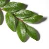 imageOlay Deep Gel Cleanser with Tea Tree Essential Oil 16 Oz